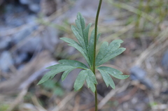 Aconitum talassicum