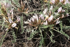 Astragalus testiculatus