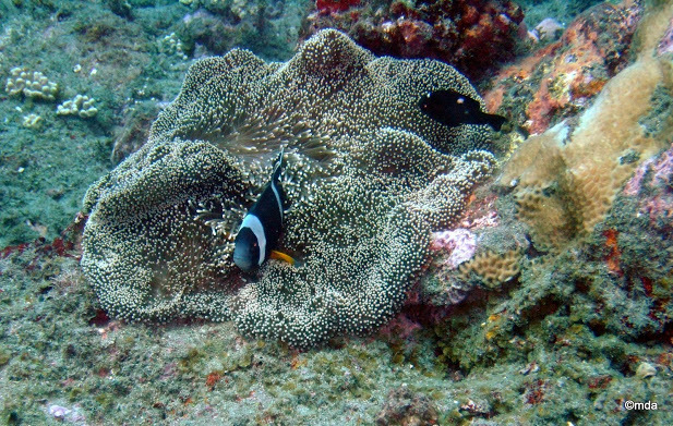 Mauritian anemonefish (Amphiprion chrysogaster) — Pomacentridae