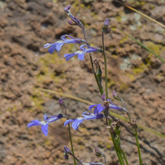 Lobelia preslii