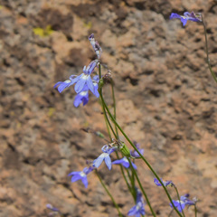 Lobelia preslii