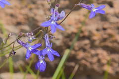 Lobelia preslii