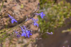 Lobelia preslii