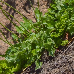 Lobelia preslii