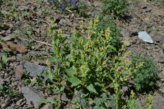 Koenigia hissarica