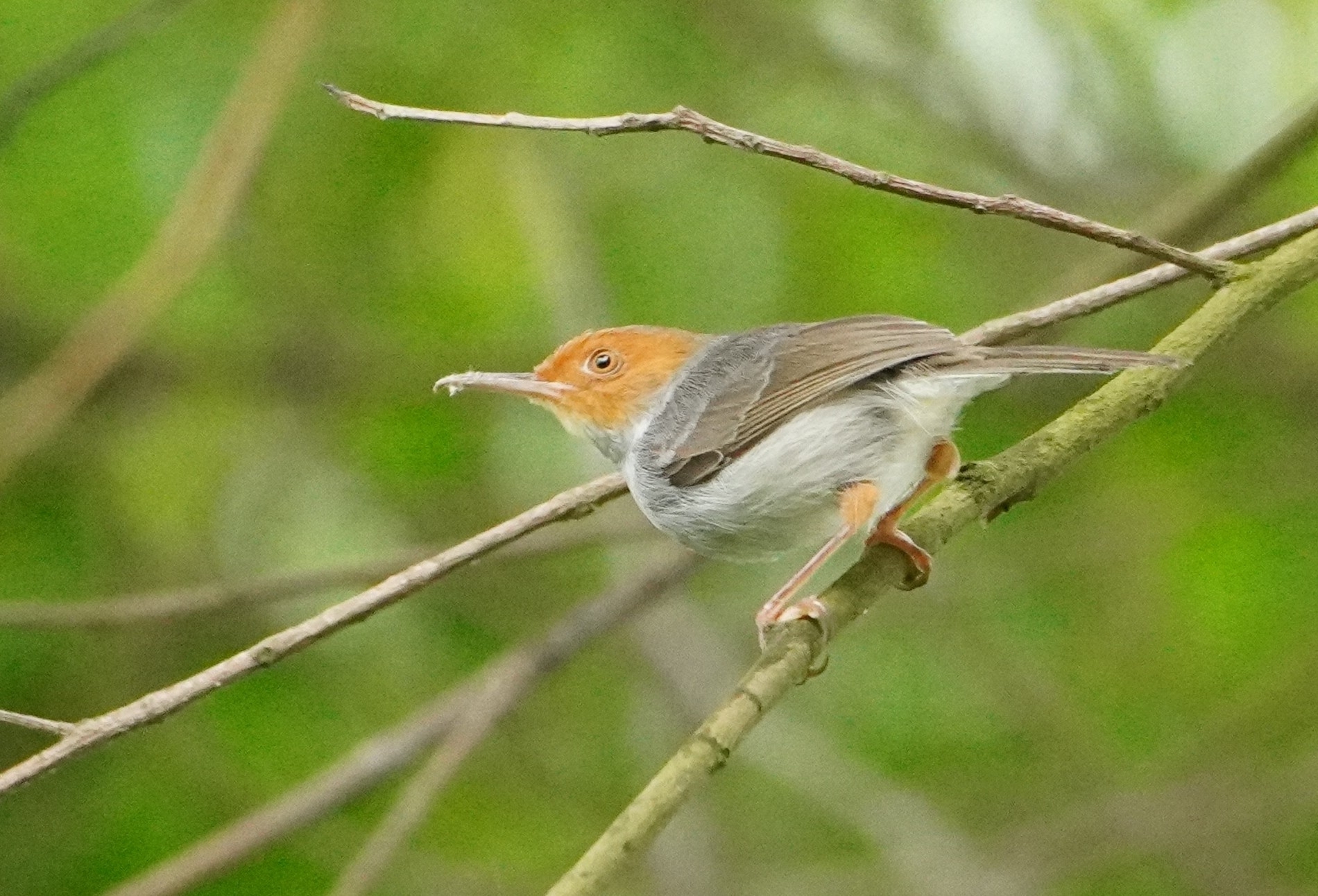 Ashy Tailorbird illustration