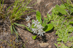 Asclepias humilis