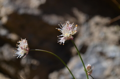 Allium kokanicum