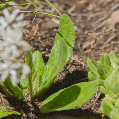 Asclepias humilis