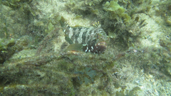 Epinephelus rivulatus