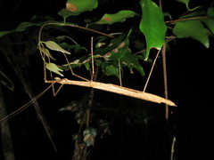 Sipyloidea larryi