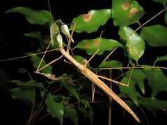 Sipyloidea larryi
