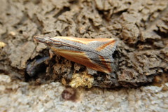 Arotrophora arcuatalis