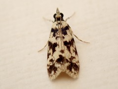 Eudonia aphrodes