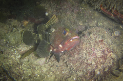 Epinephelus rivulatus