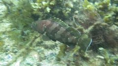Epinephelus rivulatus