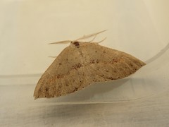 Nearcha tristificata