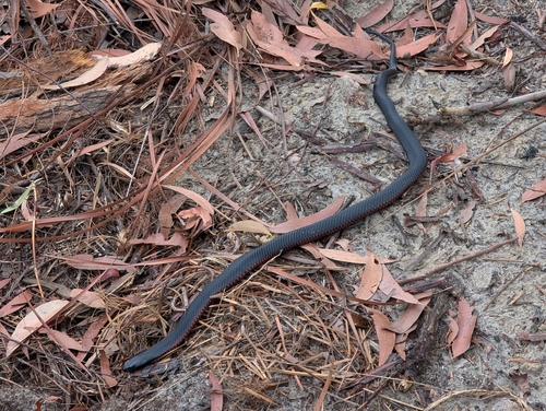 Red-bellied Black Snake sighting