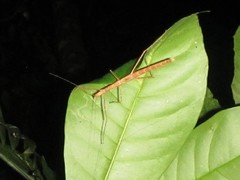 Sipyloidea larryi