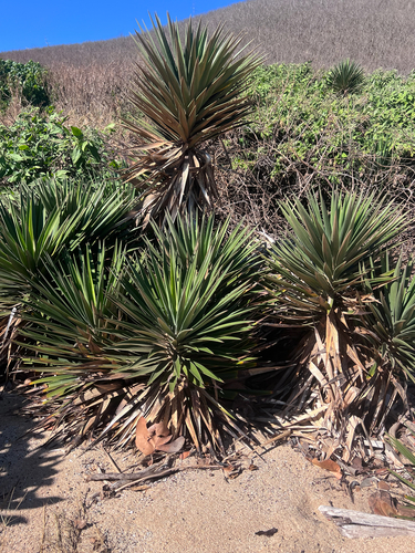 Yucca aloifolia observed 2025-12-11