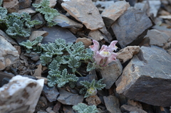 Scutellaria talassica