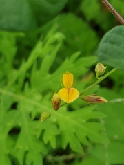 Cajanus scarabaeoides