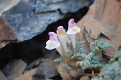 Scutellaria talassica