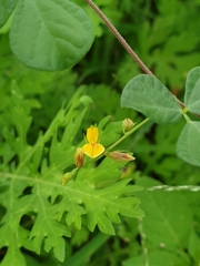 Cajanus scarabaeoides