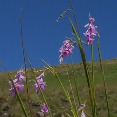 Dierama robustum
