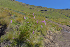 Dierama robustum