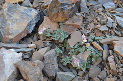 Scutellaria talassica