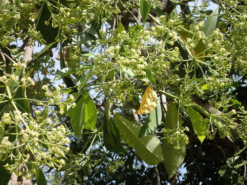 Alstonia boonei image