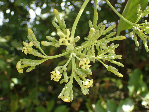 Alstonia boonei image