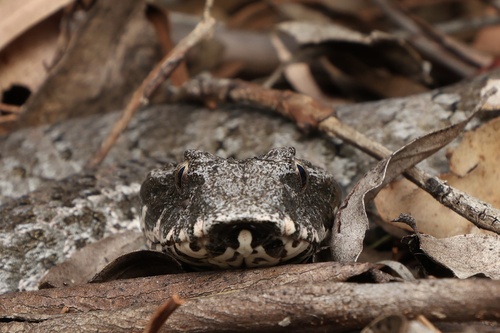 Southern Death Adder sighting