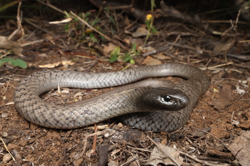 Blue-bellied Black Snake sighting