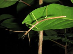 Acrophylla wuelfingi