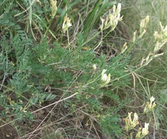Astragalus storozhevae