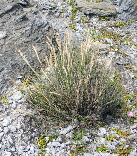 Festuca coxii, photograph 2