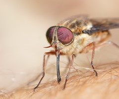 Scaptia abdominalis