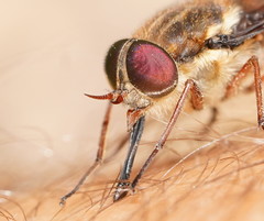 Scaptia abdominalis