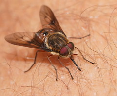 Scaptia abdominalis