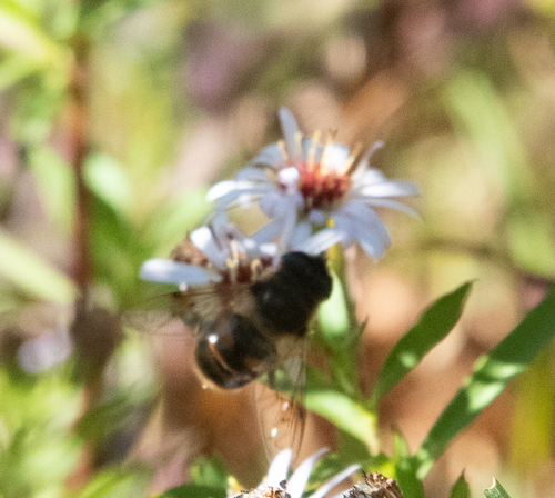 Unknown species found near Groton, VT, USA