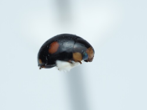 Esteemed Sigil Lady Beetle photo 5