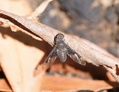 Anthrax dolabratus