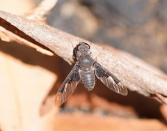 Anthrax dolabratus