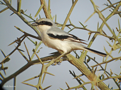 Lanius excubitor elegans