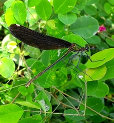 Calopteryx japonica
