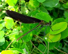 Calopteryx japonica