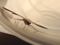 Nearcha tristificata