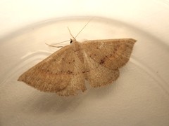 Nearcha tristificata